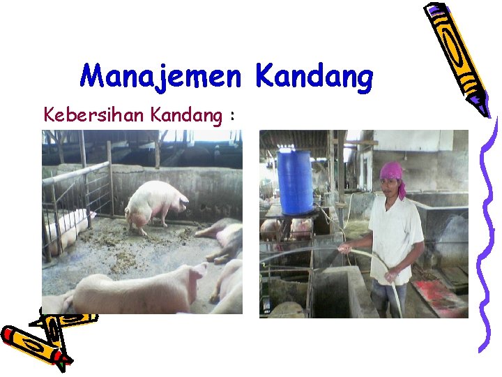 Manajemen Kandang Kebersihan Kandang : 