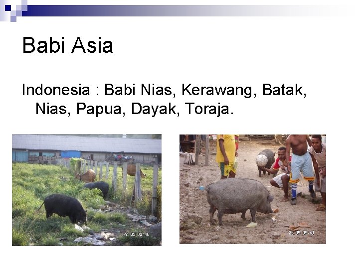 Babi Asia Indonesia : Babi Nias, Kerawang, Batak, Nias, Papua, Dayak, Toraja. 