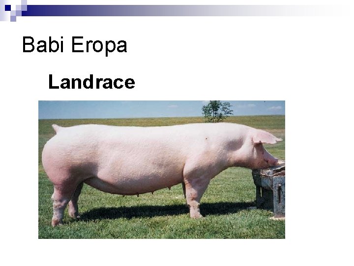 Babi Eropa Landrace 