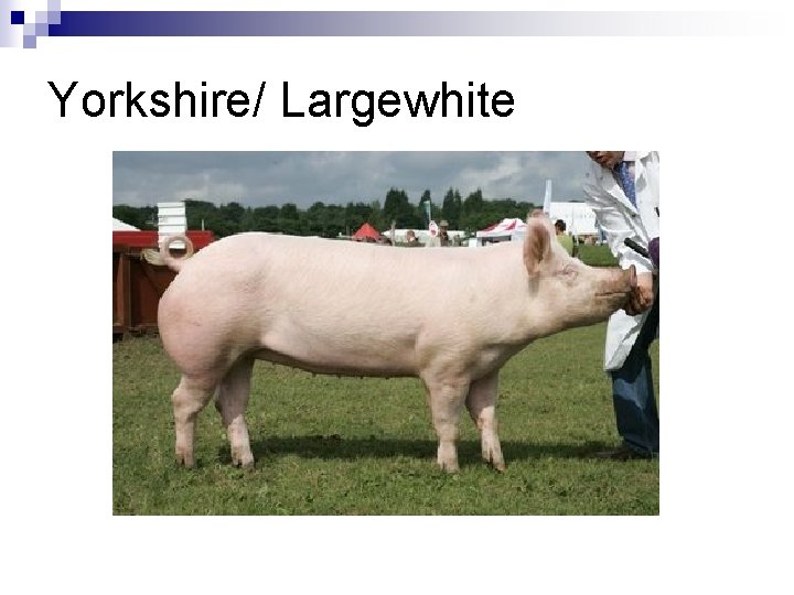 Yorkshire/ Largewhite 