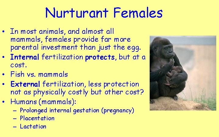 Nurturant Females • In most animals, and almost all mammals, females provide far more