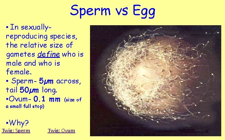 Sperm vs Egg • In sexuallyreproducing species, the relative size of gametes define who