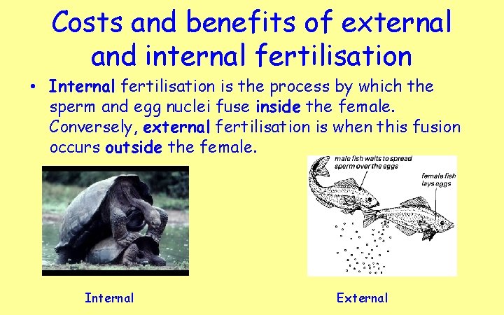 Costs and benefits of external and internal fertilisation • Internal fertilisation is the process