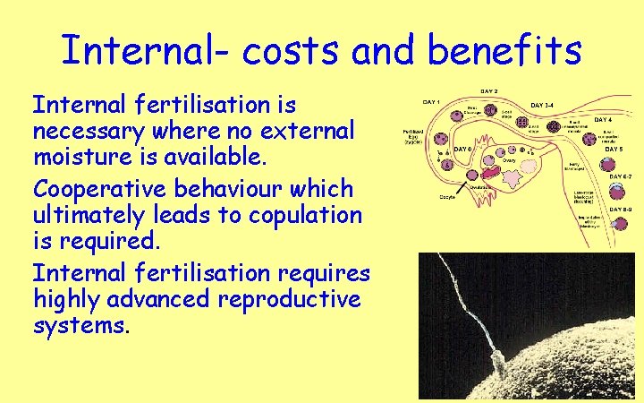 Internal- costs and benefits Internal fertilisation is necessary where no external moisture is available.