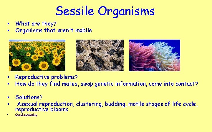 Sessile Organisms • • What are they? Organisms that aren't mobile • • Reproductive