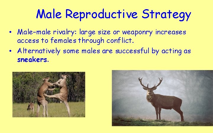 Male Reproductive Strategy • Male–male rivalry: large size or weaponry increases access to females