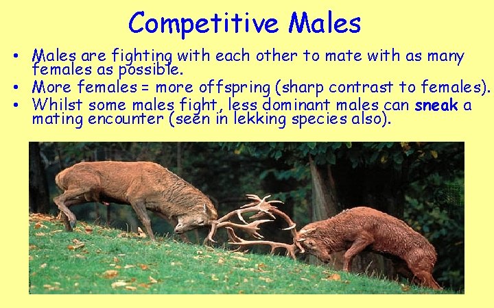 Competitive Males • Males are fighting with each other to mate with as many