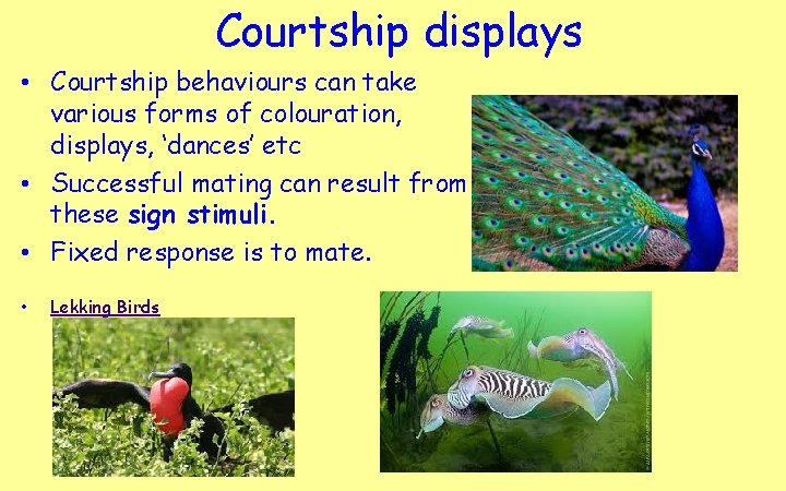 Courtship displays • Courtship behaviours can take various forms of colouration, displays, ‘dances’ etc