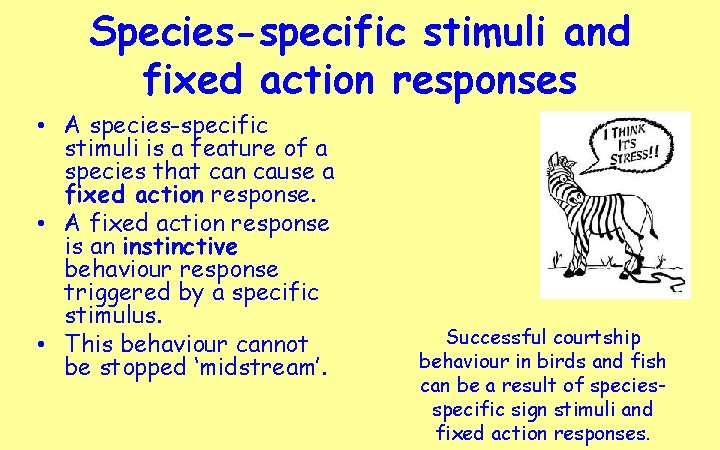 Species-specific stimuli and fixed action responses • A species-specific stimuli is a feature of