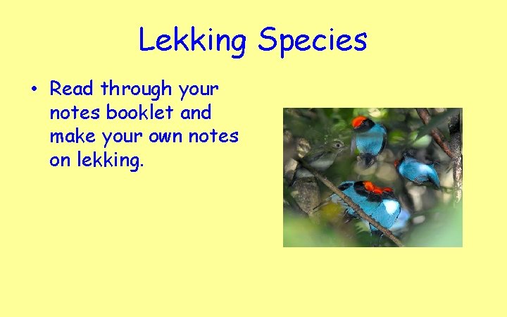 Lekking Species • Read through your notes booklet and make your own notes on