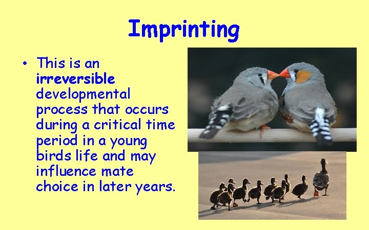 Imprinting • This is an irreversible developmental process that occurs during a critical time