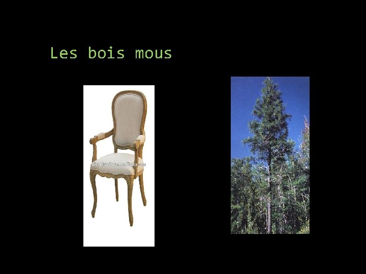 Les bois mous 