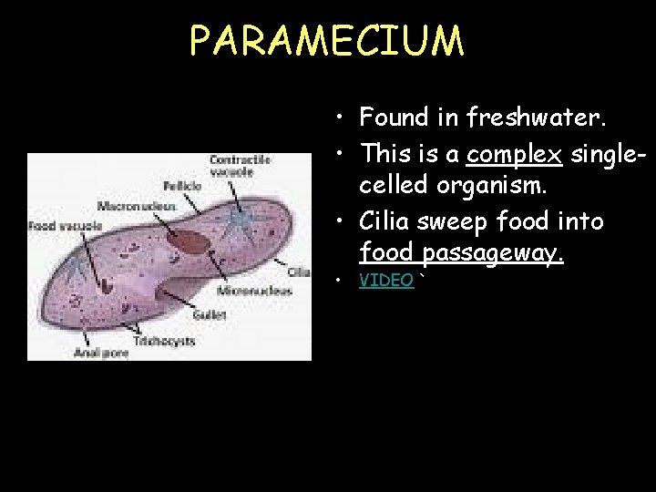 PARAMECIUM • Found in freshwater. • This is a complex singlecelled organism. • Cilia PARAMECIUM • Found in freshwater. • This is a complex singlecelled organism. • Cilia