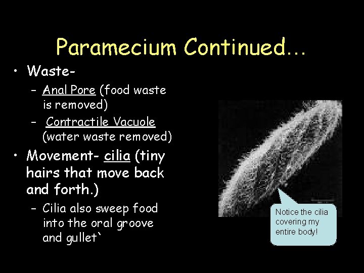 Paramecium Continued… • Waste- – Anal Pore (food waste is removed) – Contractile Vacuole Paramecium Continued… • Waste- – Anal Pore (food waste is removed) – Contractile Vacuole
