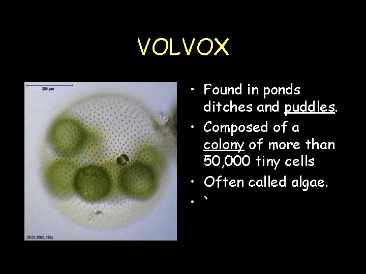 VOLVOX • Found in ponds ditches and puddles. • Composed of a colony of VOLVOX • Found in ponds ditches and puddles. • Composed of a colony of