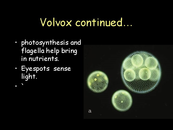 Volvox continued… • photosynthesis and flagella help bring in nutrients. • Eyespots sense light. Volvox continued… • photosynthesis and flagella help bring in nutrients. • Eyespots sense light.