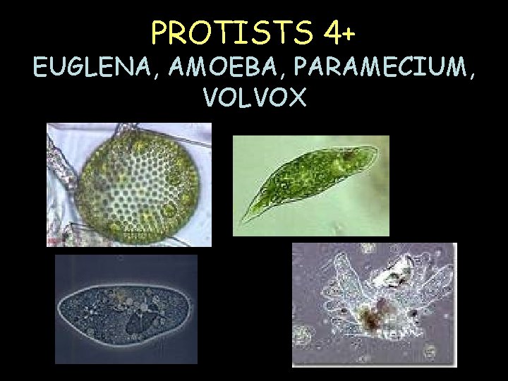 PROTISTS 4+ EUGLENA, AMOEBA, PARAMECIUM, VOLVOX PROTISTS 4+ EUGLENA, AMOEBA, PARAMECIUM, VOLVOX