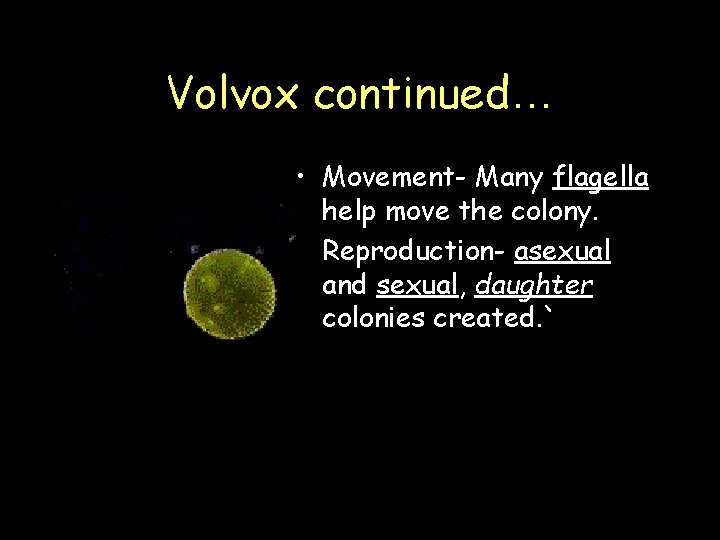 Volvox continued… • Movement- Many flagella help move the colony. • Reproduction- asexual and Volvox continued… • Movement- Many flagella help move the colony. • Reproduction- asexual and