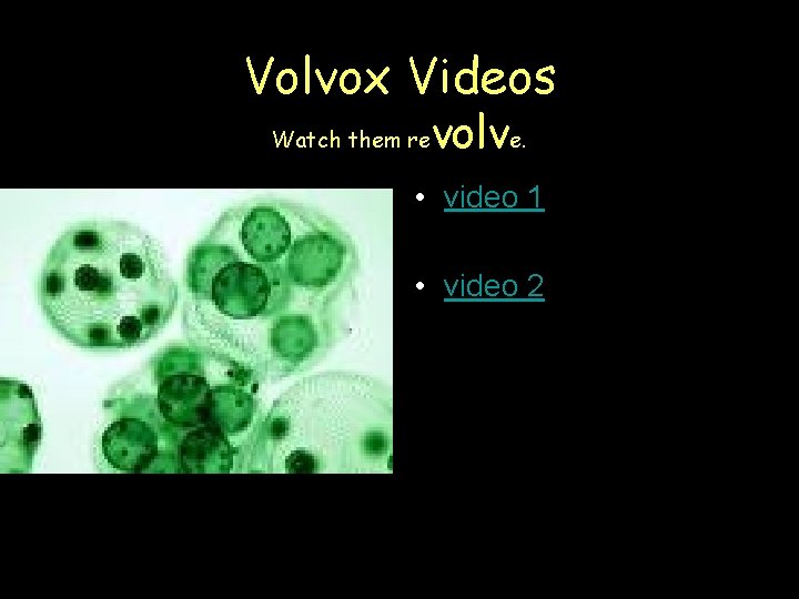 Volvox Videos Watch them re volve. • video 1 • video 2 Volvox Videos Watch them re volve. • video 1 • video 2
