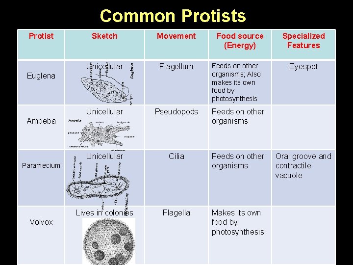 Common Protists Protist Sketch Movement Food source (Energy) Specialized Features Protists Groups and Features Common Protists Protist Sketch Movement Food source (Energy) Specialized Features Protists Groups and Features