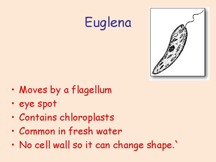 Euglena • • • Moves by a flagellum eye spot Contains chloroplasts Common in Euglena • • • Moves by a flagellum eye spot Contains chloroplasts Common in