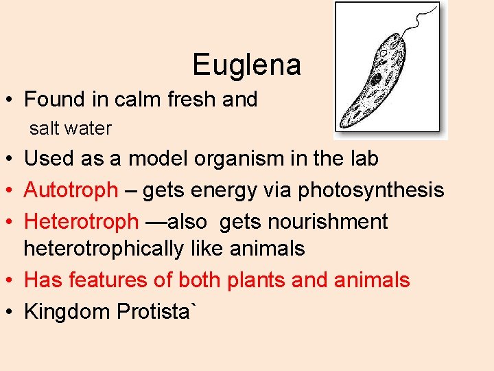 Euglena • Found in calm fresh and salt water • Used as a model Euglena • Found in calm fresh and salt water • Used as a model