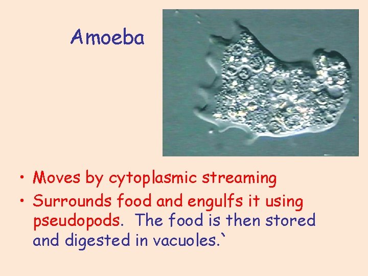 Amoeba • Moves by cytoplasmic streaming • Surrounds food and engulfs it using pseudopods. Amoeba • Moves by cytoplasmic streaming • Surrounds food and engulfs it using pseudopods.