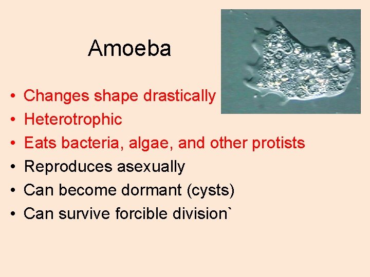 Amoeba • • • Changes shape drastically Heterotrophic Eats bacteria, algae, and other protists Amoeba • • • Changes shape drastically Heterotrophic Eats bacteria, algae, and other protists