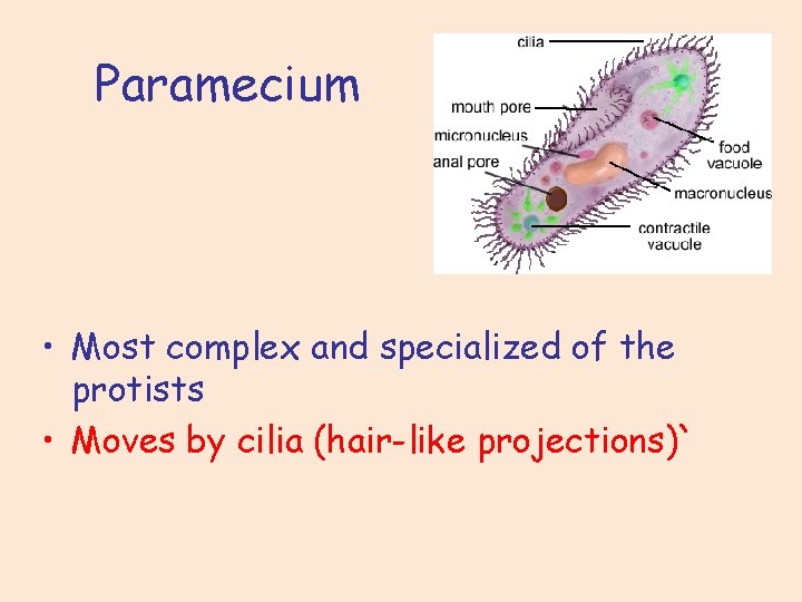 Paramecium • Most complex and specialized of the protists • Moves by cilia (hair-like Paramecium • Most complex and specialized of the protists • Moves by cilia (hair-like