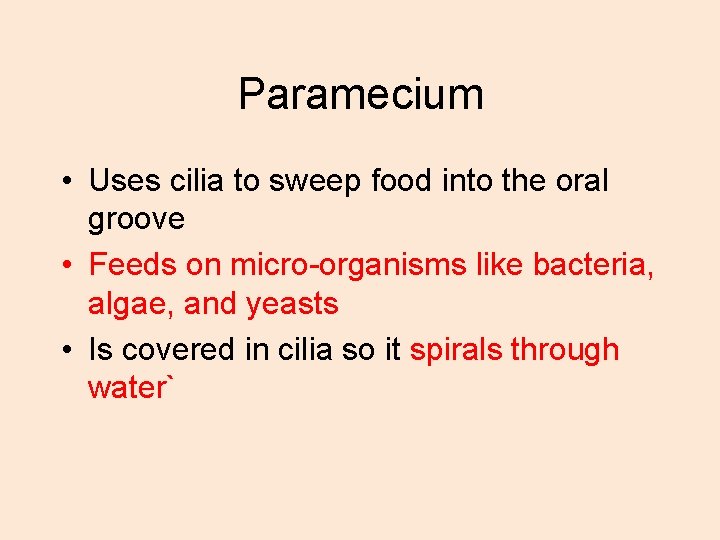 Paramecium • Uses cilia to sweep food into the oral groove • Feeds on Paramecium • Uses cilia to sweep food into the oral groove • Feeds on