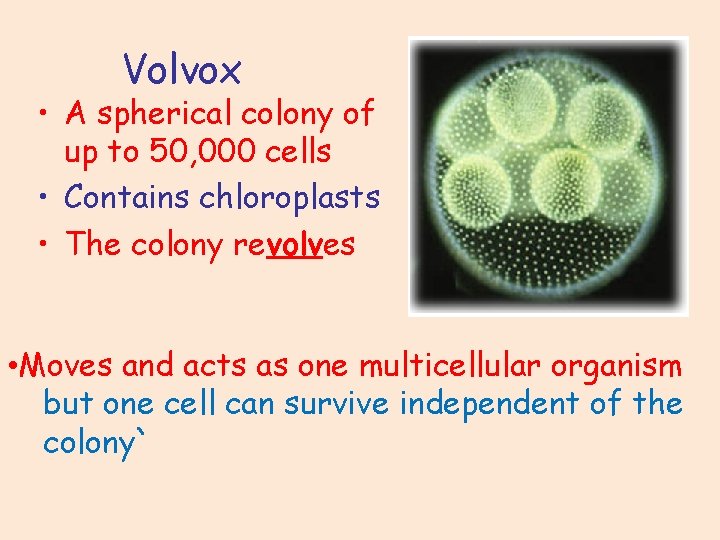 Volvox • A spherical colony of up to 50, 000 cells • Contains chloroplasts Volvox • A spherical colony of up to 50, 000 cells • Contains chloroplasts