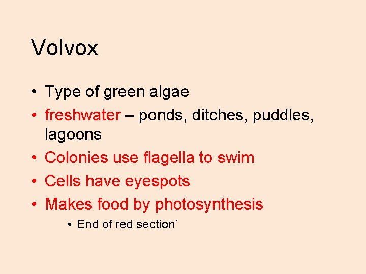 Volvox • Type of green algae • freshwater – ponds, ditches, puddles, lagoons • Volvox • Type of green algae • freshwater – ponds, ditches, puddles, lagoons •