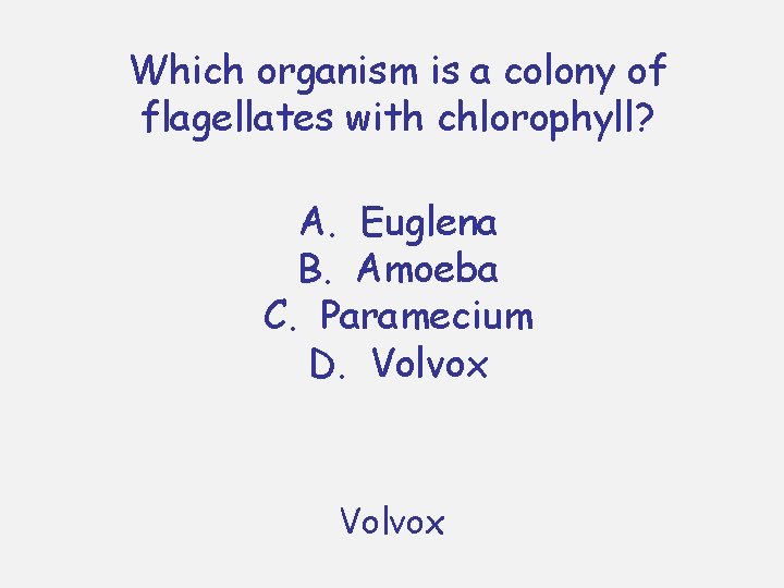 Which organism is a colony of flagellates with chlorophyll? A. Euglena B. Amoeba C. Which organism is a colony of flagellates with chlorophyll? A. Euglena B. Amoeba C.
