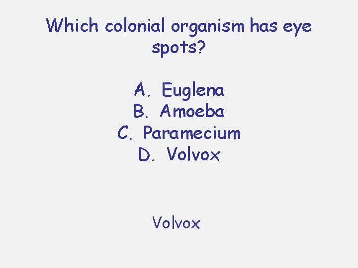 Which colonial organism has eye spots? A. Euglena B. Amoeba C. Paramecium D. Volvox Which colonial organism has eye spots? A. Euglena B. Amoeba C. Paramecium D. Volvox