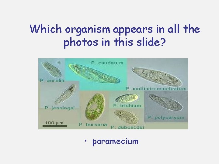 Which organism appears in all the photos in this slide? • paramecium Which organism appears in all the photos in this slide? • paramecium