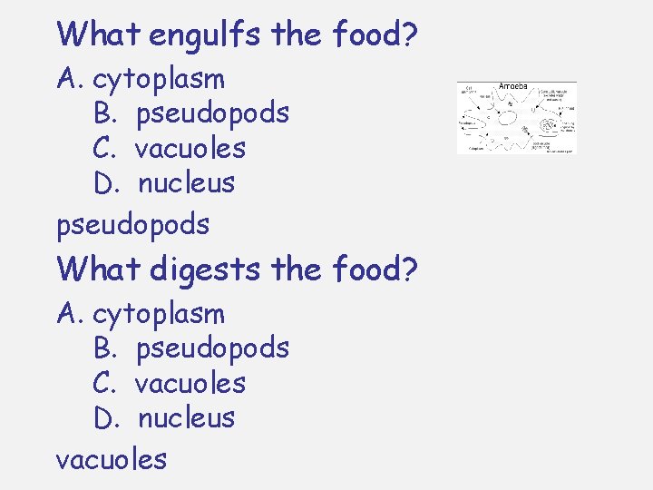 What engulfs the food? A. cytoplasm B. pseudopods C. vacuoles D. nucleus pseudopods What What engulfs the food? A. cytoplasm B. pseudopods C. vacuoles D. nucleus pseudopods What