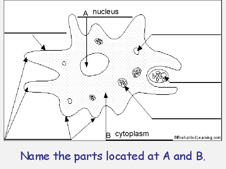 A nucleus B cytoplasm Name the parts located at A and B. A nucleus B cytoplasm Name the parts located at A and B.