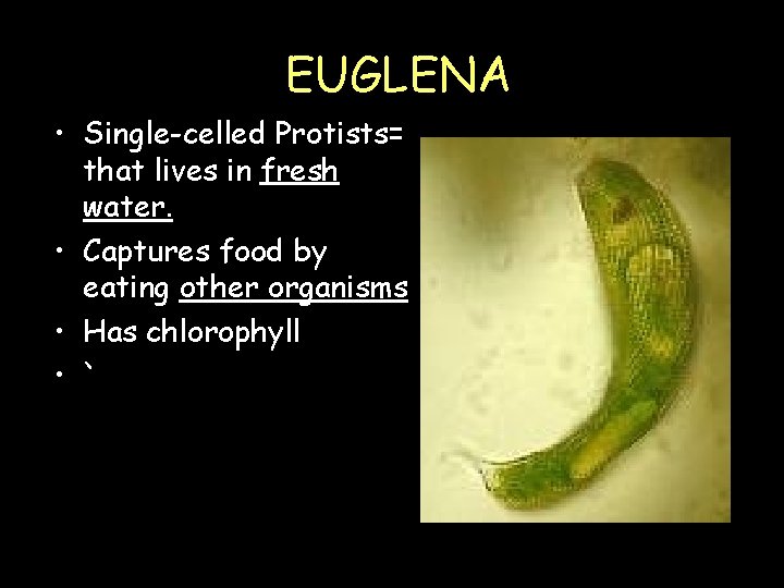 EUGLENA • Single-celled Protists= that lives in fresh water. • Captures food by eating EUGLENA • Single-celled Protists= that lives in fresh water. • Captures food by eating