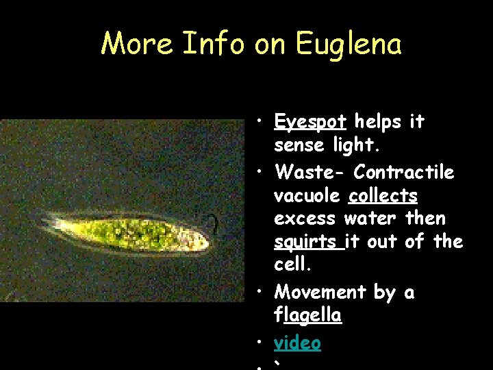 More Info on Euglena • Eyespot helps it sense light. • Waste- Contractile vacuole More Info on Euglena • Eyespot helps it sense light. • Waste- Contractile vacuole