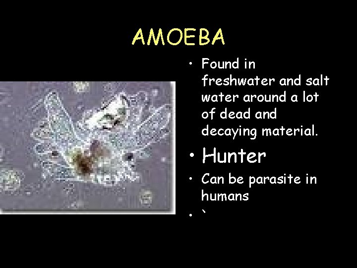 AMOEBA • Found in freshwater and salt water around a lot of dead and AMOEBA • Found in freshwater and salt water around a lot of dead and