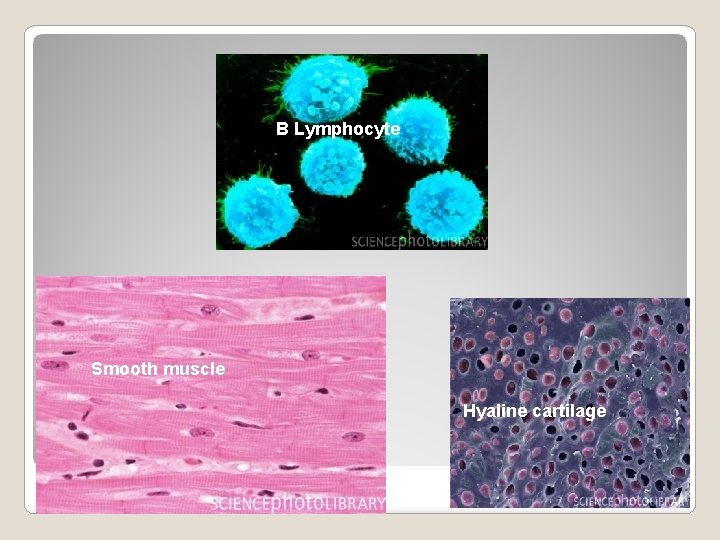 B Lymphocyte Smooth muscle Hyaline cartilage Somatic cells 