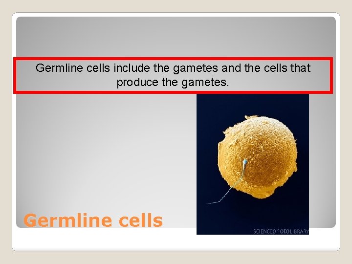 Germline cells include the gametes and the cells that produce the gametes. Germline cells