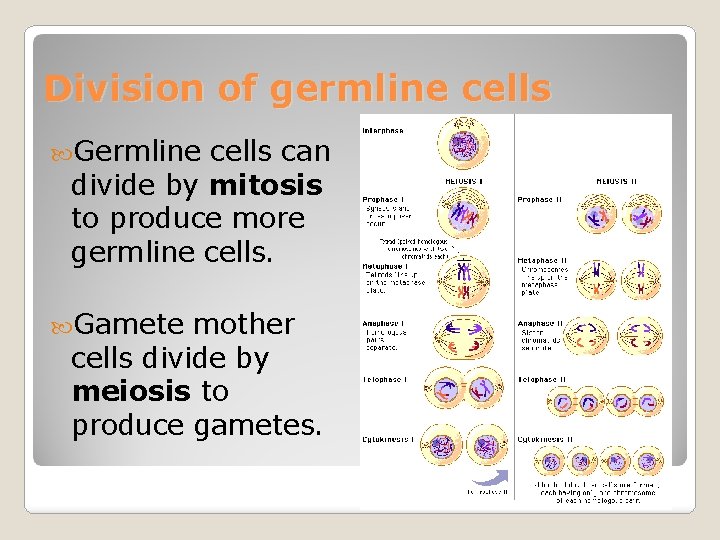 Division of germline cells Germline cells can divide by mitosis to produce more germline