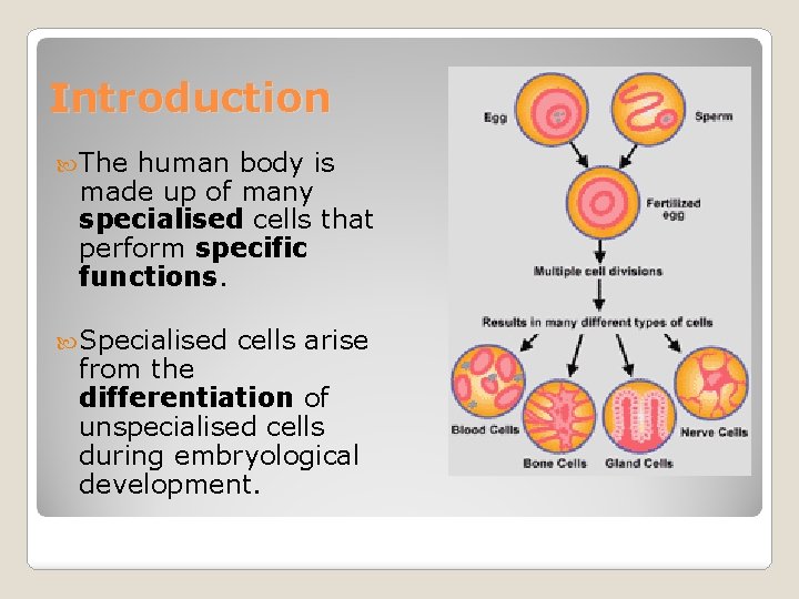 Introduction The human body is made up of many specialised cells that perform specific