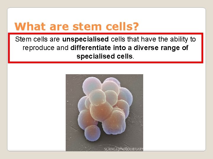 What are stem cells? Stem cells are unspecialised cells that have the ability to