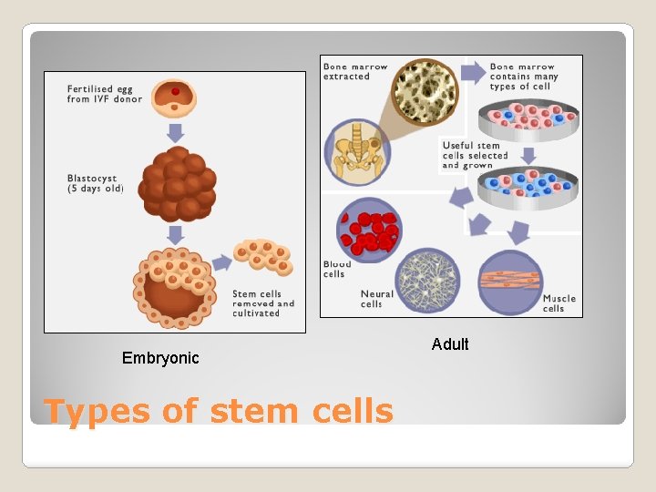 Embryonic Types of stem cells Adult 