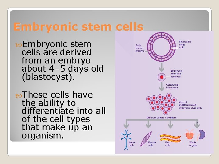 Embryonic stem cells are derived from an embryo about 4– 5 days old (blastocyst).