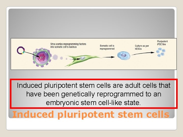 Induced pluripotent stem cells are adult cells that have been genetically reprogrammed to an