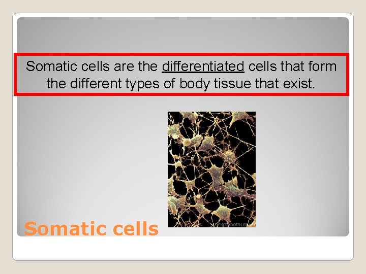 Somatic cells are the differentiated cells that form the different types of body tissue