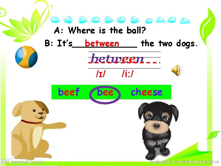 A: Where is the ball? B: It’s______ between the two dogs. between /ɪ/ beef